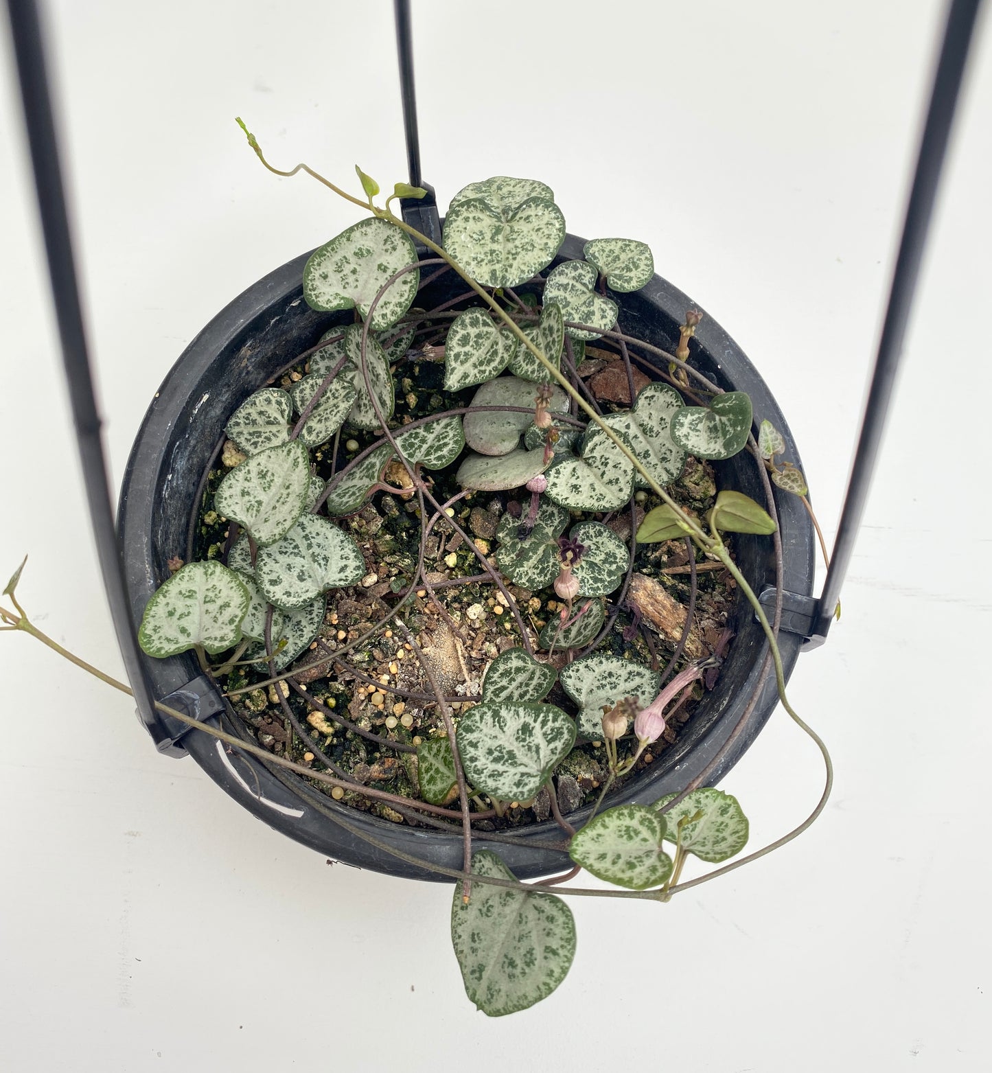 Chain of hearts, Ceropegia woodii, Rosary Vine 13cm Hanging Basket