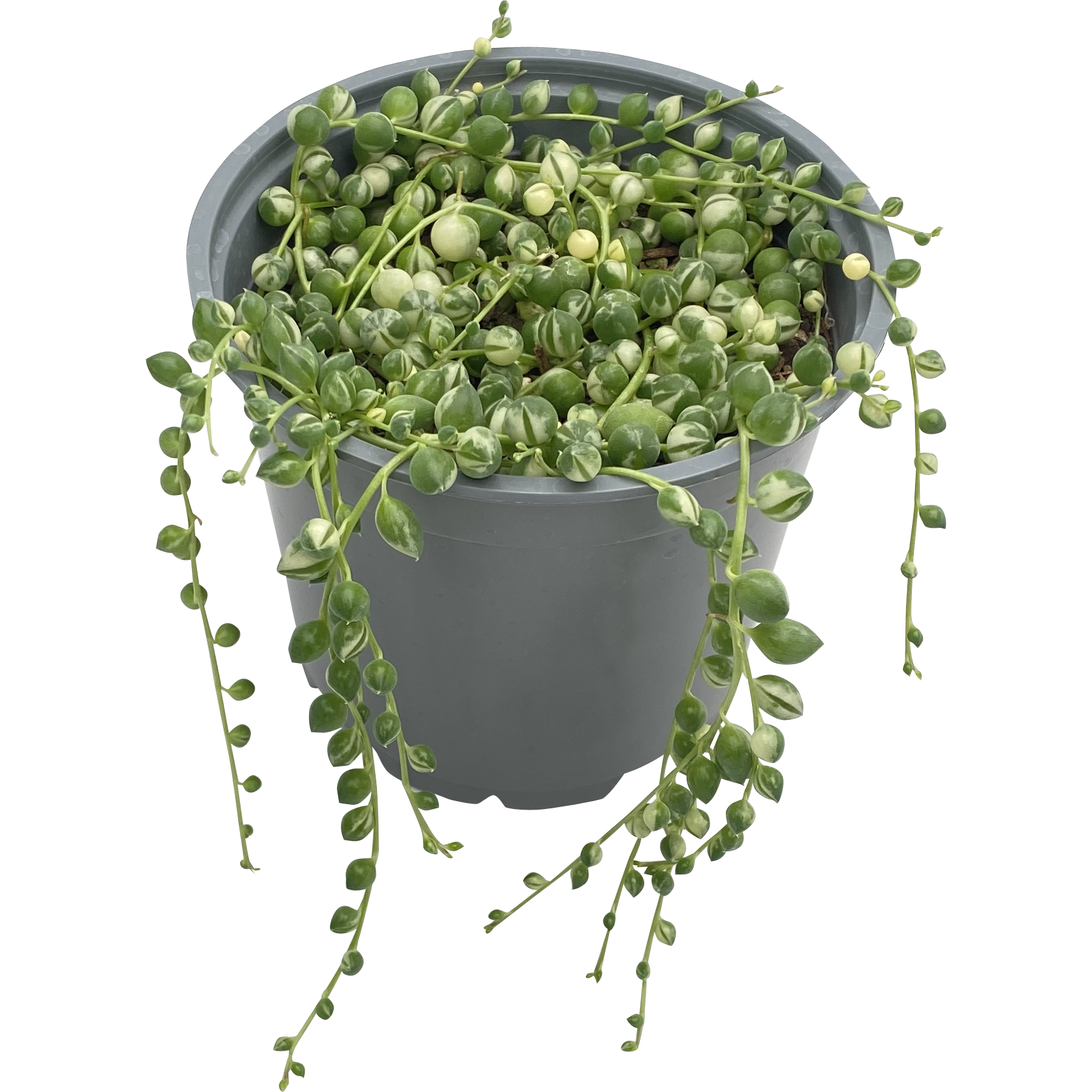 Variegated String of Pearls Senecio Rowleyanus Moonwhite.co.nz