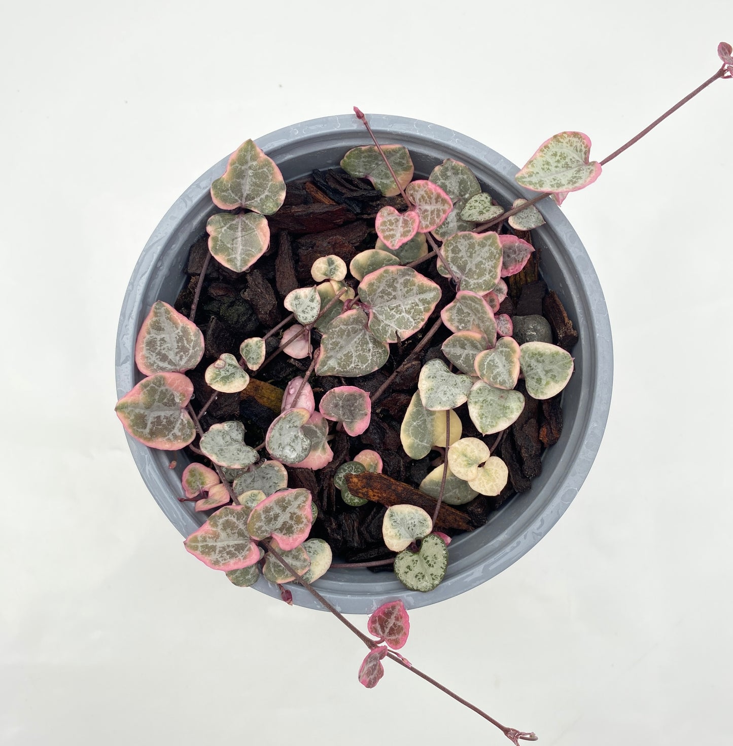 Variegated Chain of Hearts - Ceropegia woodii variegated 12cm pot