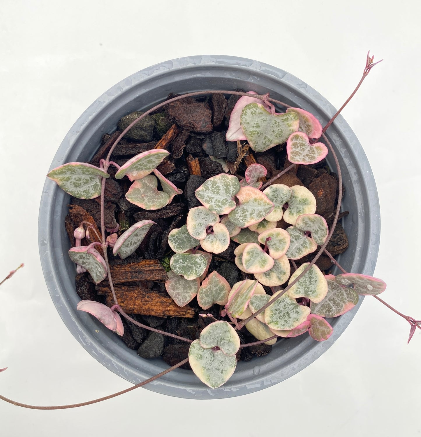 Variegated Chain of Hearts - Ceropegia woodii variegated 12cm pot