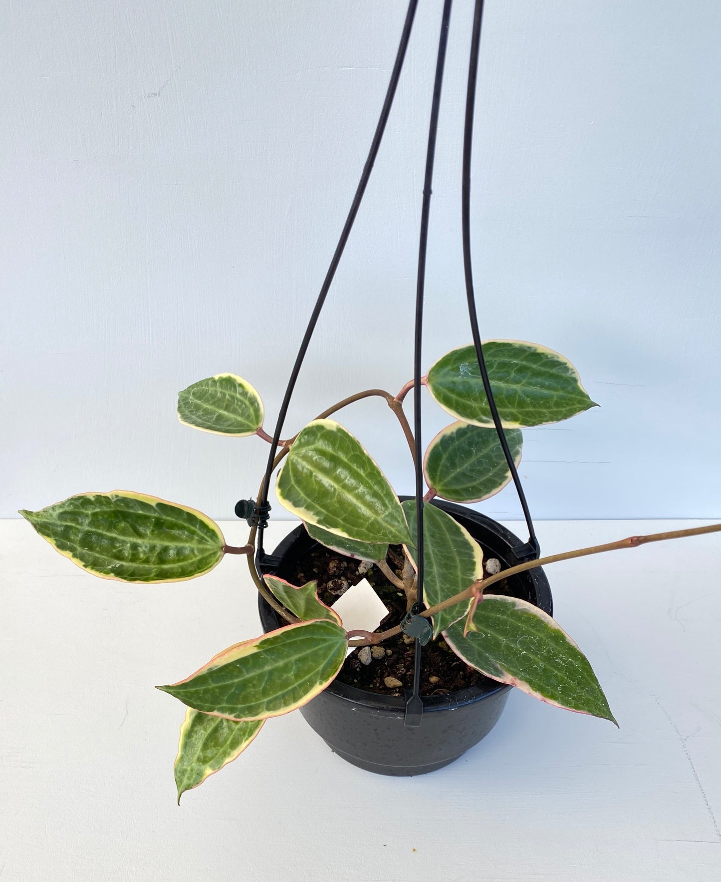 Hoya Macrophylla Albo