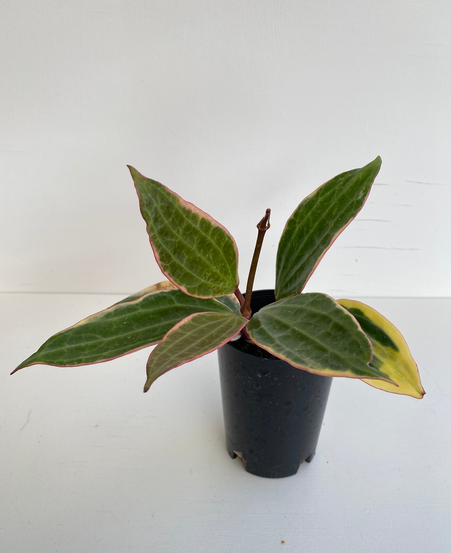 Hoya Macrophylla Albo