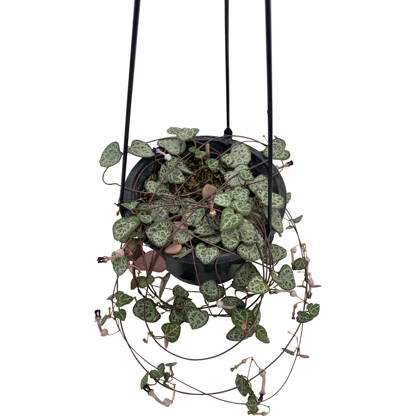 Chain of hearts, Ceropegia woodii, Rosary Vine 13cm Hanging Basket