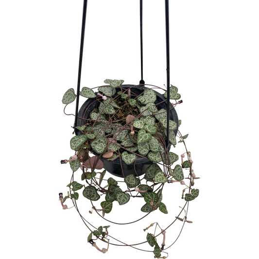 Chain of hearts, Ceropegia woodii, Rosary Vine 13cm Hanging Basket