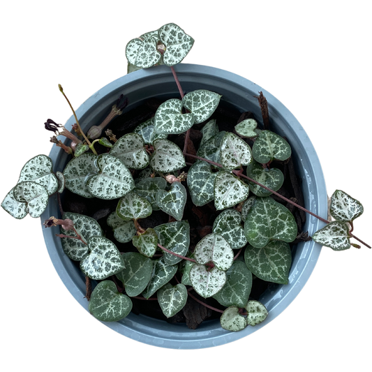 Chain of hearts, Ceropegia woodii, Rosary Vine 12cm Pot